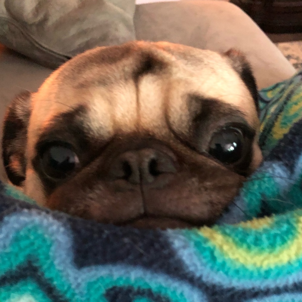 Meet your Posher, Scarlett